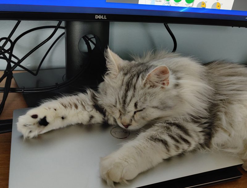 Ljusgrå katt som ligger på en bärbar dator